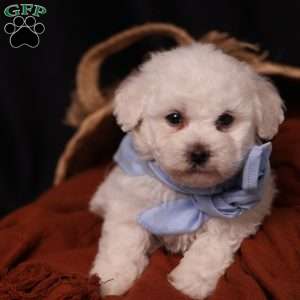 Jagger, Bichon Frise Puppy